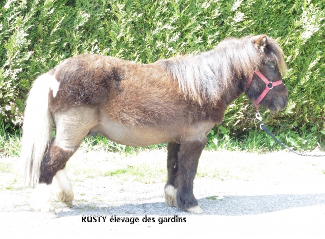 rusty type shet monté attelé  acheter vendre