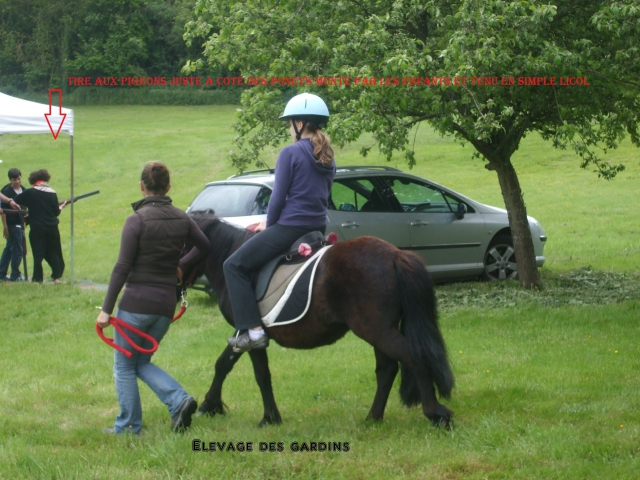 zorro poney B tout niveaux  acheter vendre